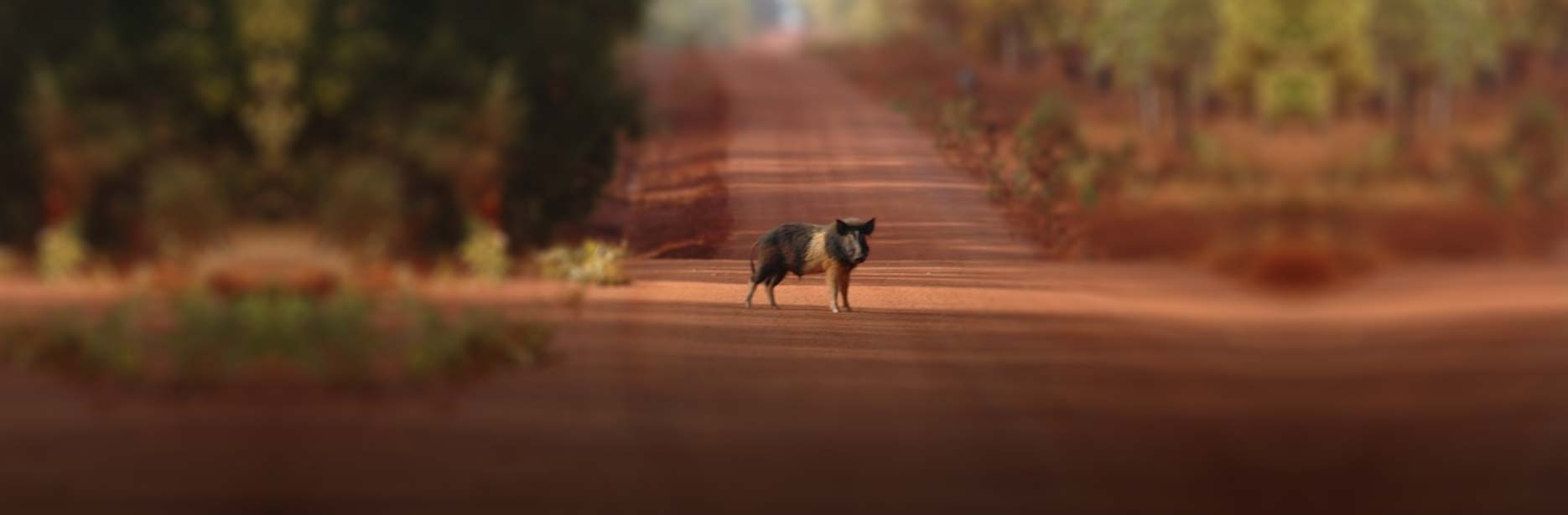 A wild pig at Bramwell Station in Cape York