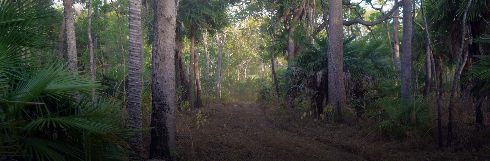 Truck tracks on the Eco-Tourism Adventure Olive Track at Bramwell Station in Cape York