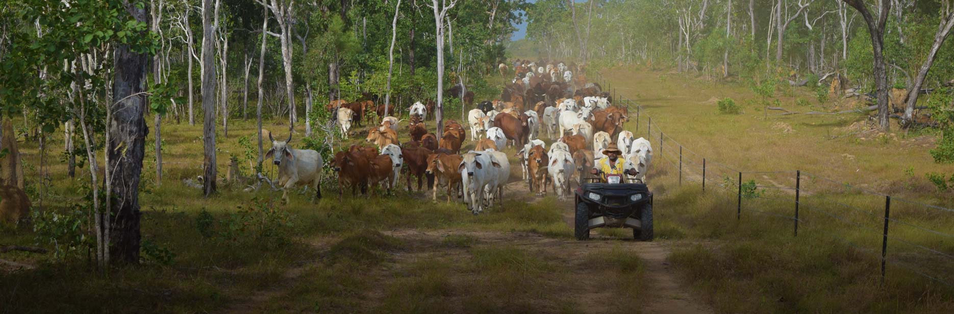 Herding cattle on the Bramwell Cattle Station in Cape York